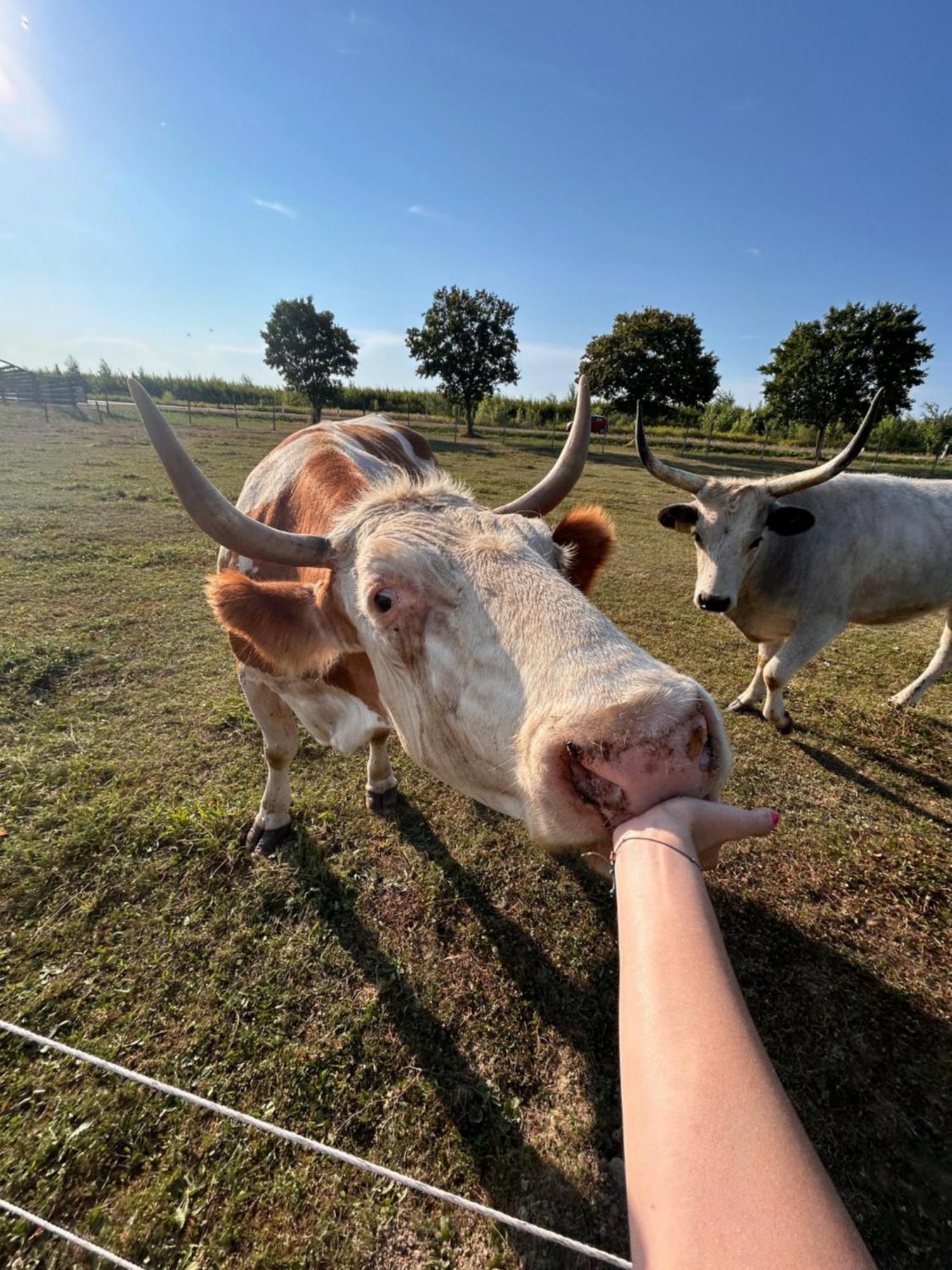 Csodaszarvas Vendeghazak Rabahidveg Bagian luar foto