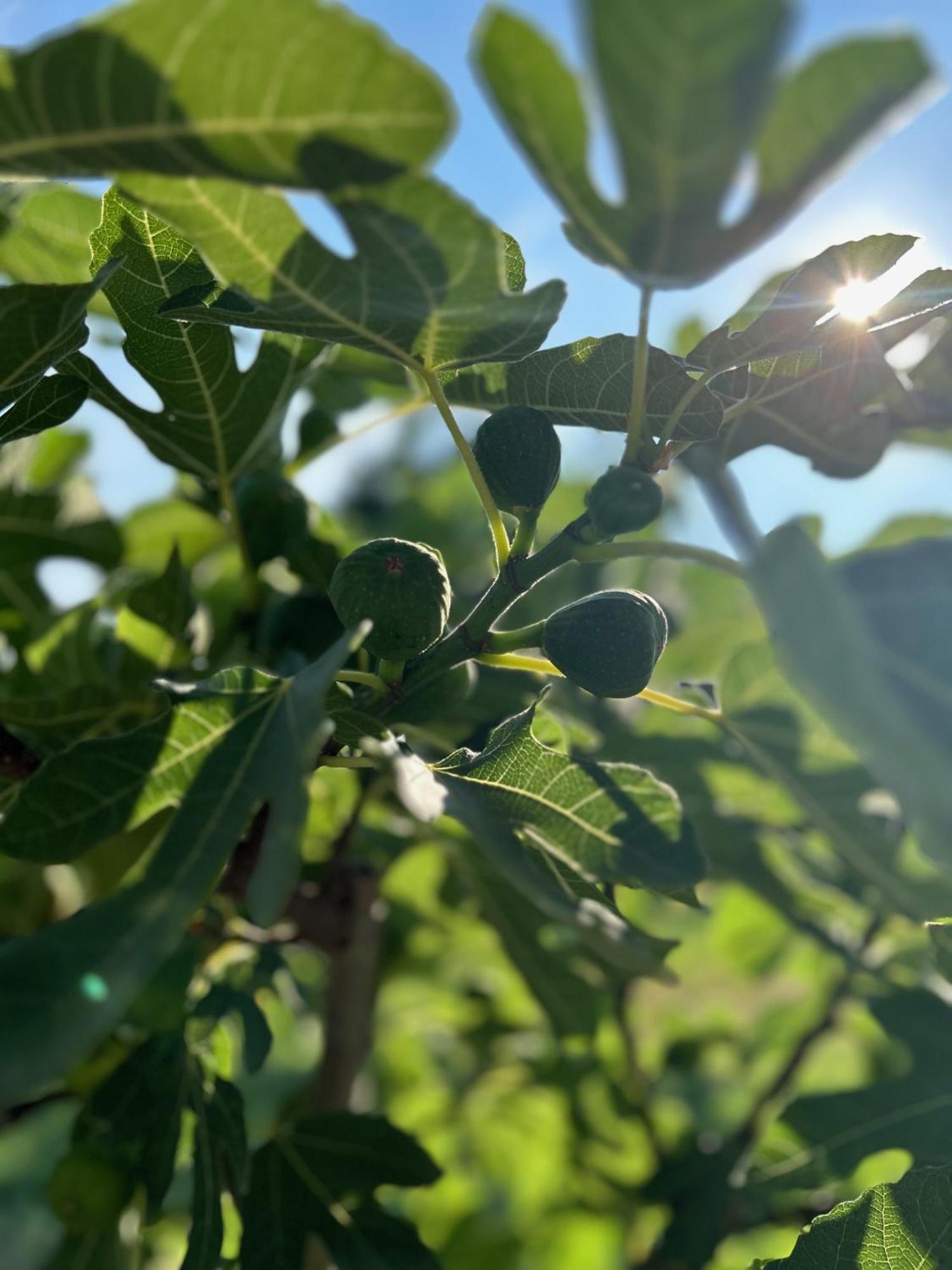 Csodaszarvas Vendeghazak Rabahidveg Bagian luar foto